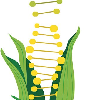 ¿Falso, hecho o qué? Evaluando de lo que sabemos sobre los OGM (“GMO”)